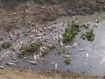 The fish dumped in the Gomti in Itaunja (HT Photo) The fish dumped in the Gomti in Itaunja (HT Photo)