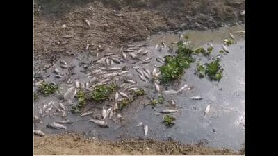 The fish dumped in the Gomti in Itaunja (HT Photo)