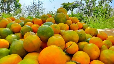 నారింజ ధరలు నారింజ ధరలు