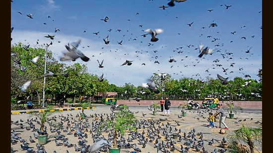 Maximum temperature to rise by up to 7°C over four days. Gusty winds and shifting patterns recorded during weather transition. (Sanjeev Verma/HT)