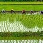 రైతు భరోసా స్కీమ్