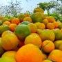 నారింజ ధరలు
