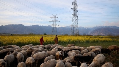 Young shepherd boys watch over their flock of sheep grazing in a mustard field in Pampore, Indian Kashmir, March 24, 2026. REUTERS/Sharafat Ali (REUTERS)