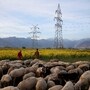 Young shepherd boys watch over their flock of sheep grazing in a mustard field in Pampore, Indian Kashmir, March 24, 2026. REUTERS/Sharafat Ali
