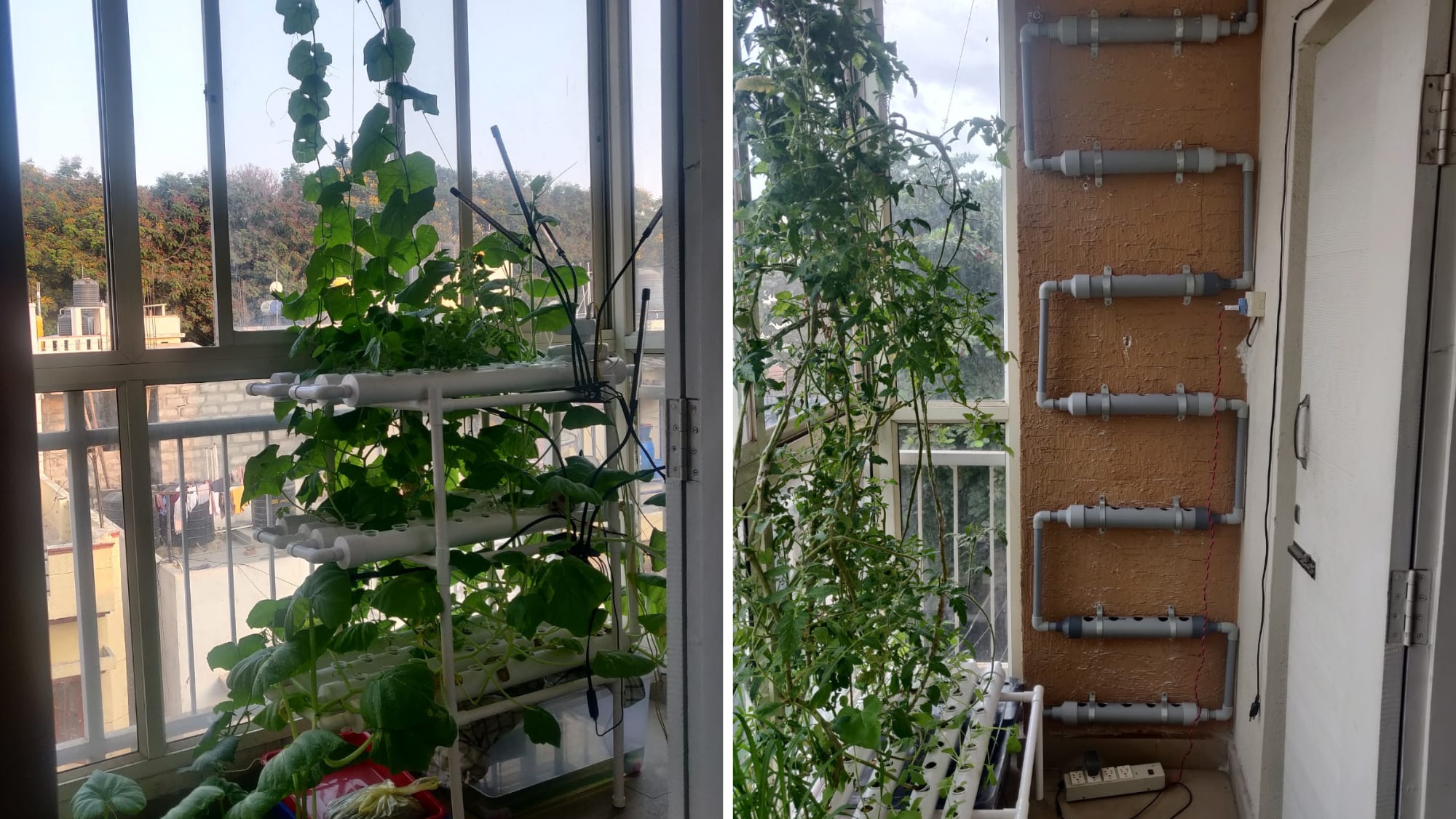 Abhijith Nag Balasubramanya used to grow vegetables in his balcony in Bengaluru Abhijith Nag Balasubramanya used to grow vegetables in his balcony in Bengaluru