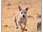 Officials said that the objective is to understand whether the pups exhibit behavioural tendencies closer to wild wolves or dogs. (HT) Officials said that the objective is to understand whether the pups exhibit behavioural tendencies closer to wild wolves or dogs. (HT)