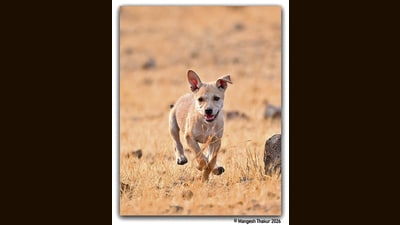 Officials said that the objective is to understand whether the pups exhibit behavioural tendencies closer to wild wolves or dogs. (HT) Officials said that the objective is to understand whether the pups exhibit behavioural tendencies closer to wild wolves or dogs. (HT)