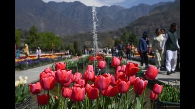 Tourists visit as tulips bloom in the Tulip Garden in Srinagar on Wednesday. (AFP) Tourists visit as tulips bloom in the Tulip Garden in Srinagar on Wednesday. (AFP)