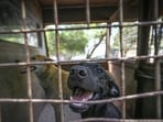 3,732 animals have been rescued in the current financial year. (HT Archive)
