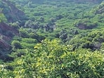 Agroforestry (Representative photo)