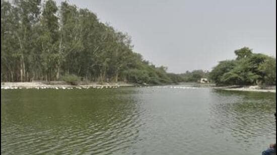 NGT was hearing a plea on the preservation and water bodies in Delhi. (HT archive)