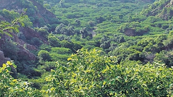 Agroforestry (Representative photo)