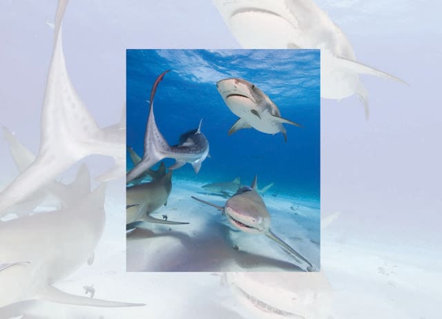 Article image Article image