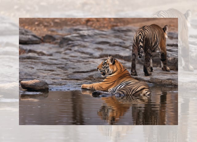 Panna National Park is also nearby. It’s surprisingly easy to spot tigers there. (ADOBE STOCK)
