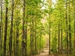 Forest officials said on Friday that nearly 15,000 sal trees (Shorea robusta) in the Dehradun forest division have been infested, while around 5,000 trees are affected in the Kalsi forest division. (Representative photo/ Shutterstock)