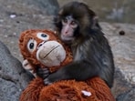 Punch was born on July 26, 2025, but was abandoned by his mother soon after birth.