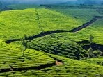 Tea plantation (Unsplash)