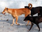 వీధి కుక్కలు