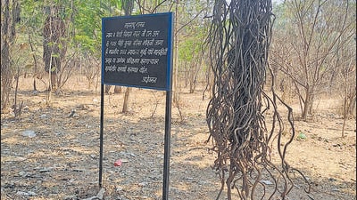 Agri-Horticultural Society of Western India which manages Empress Botanical Garden has opposed the state’s decision to allot portion of the garden land for construction of court-related infrastructure. (HT) Agri-Horticultural Society of Western India which manages Empress Botanical Garden has opposed the state’s decision to allot portion of the garden land for construction of court-related infrastructure. (HT)