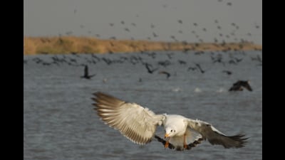 The annual migratory bird census conducted across Punjab’s wetlands in January 2026 has revealed a contrasting trend — an increase in bird species alongside a slight decline in overall population. (HT Photo) The annual migratory bird census conducted across Punjab’s wetlands in January 2026 has revealed a contrasting trend — an increase in bird species alongside a slight decline in overall population. (HT Photo)