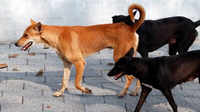వీధి కుక్కలు వీధి కుక్కలు
