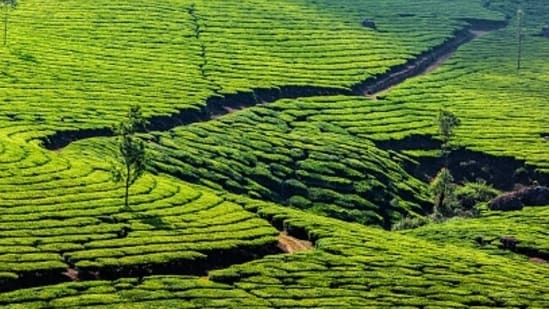 Tea plantation (Unsplash)