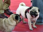 Ghaziabad  India - March 22 2026 Ghaziabad  Owner of dog participated in Pet Dog fashion show Organised by Kalyani Charitable Trust at Ramlila Ground in Kavi Nagar,  in Ghaziabad , India on Sunday, March 22  2026. (Photo by Sakib Ali / Hindustan Times)