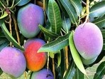 The ‘Sensation’ mango variety. (File)