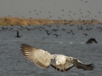 The annual migratory bird census conducted across Punjab’s wetlands in January 2026 has revealed a contrasting trend — an increase in bird species alongside a slight decline in overall population. (HT Photo) The annual migratory bird census conducted across Punjab’s wetlands in January 2026 has revealed a contrasting trend — an increase in bird species alongside a slight decline in overall population. (HT Photo)