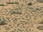 The breeding effort in Gujarat’s Kutch was planned for nearly a year. (Sourced)