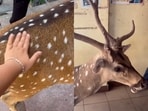 A student’s video of bonding with a deer at IIT Madras went viral.