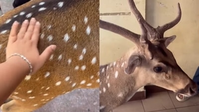 A student’s video of bonding with a deer at IIT Madras went viral. (Instagram/pallavi_at_iitm) A student’s video of bonding with a deer at IIT Madras went viral. (Instagram/pallavi_at_iitm)