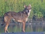 An environmentalist said based on the size of the wolf in the photo, it appears to be an adult wolf. (Hemant Garg)