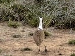 The GIB is a slow breeder, laying only one egg per breeding season. Its survival, therefore, depends critically on expansive, protected grasslands that afford enough genetic diversity through lower chances of inter-breeding. (@byadavbjp X via PTI)