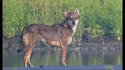 An environmentalist said based on the size of the wolf in the photo, it appears to be an adult wolf. (Hemant Garg) An environmentalist said based on the size of the wolf in the photo, it appears to be an adult wolf. (Hemant Garg)