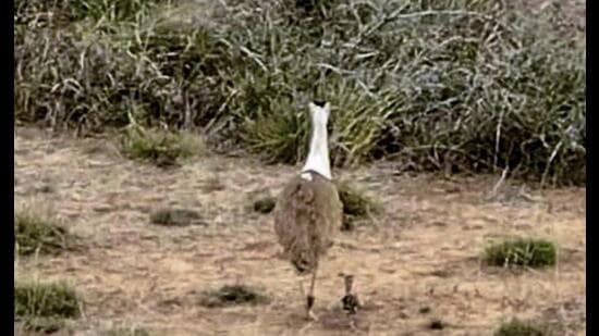 The GIB is a slow breeder, laying only one egg per breeding season. Its survival, therefore, depends critically on expansive, protected grasslands that afford enough genetic diversity through lower chances of inter-breeding. (@byadavbjp X via PTI)