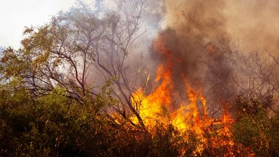 An alert was sent for a brush fire in Alsip, Illinois as people wondered what was burning. Image for representational purposes. (Pexel)