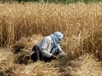 Agriculture department, insurers to jointly assess damage under PMFBY; farmers report moisture, shattering losses as complaints pile up across blocks. (PTI)