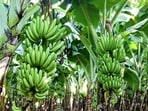 Bananas ready for harvest at a farm in raver taluka of Jalgaon. (HT Photo)