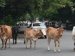 Gupta distributed the orders to four gaushalas located in Sultanpur Dabas, Rewla Khanpur, Harewali and Surhera. (Hindustan Times)
