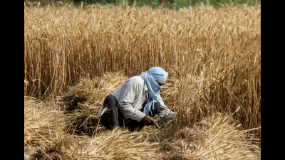 Agriculture department, insurers to jointly assess damage under PMFBY; farmers report moisture, shattering losses as complaints pile up across blocks. (PTI) Agriculture department, insurers to jointly assess damage under PMFBY; farmers report moisture, shattering losses as complaints pile up across blocks. (PTI)