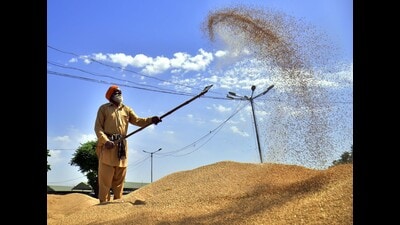 As part of the arrangements, 1,897 procurement centres have been notified and proposals for further 266 temporary yards have been received from district-level procurement committees (DLPCs). The minimum support price (MSP) has been fixed at  ₹2,585 per quintal. (HT File)
