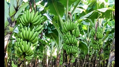 Bananas ready for harvest at a farm in raver taluka of Jalgaon. (HT Photo) Bananas ready for harvest at a farm in raver taluka of Jalgaon. (HT Photo)