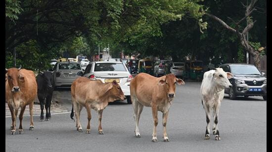 Gupta distributed the orders to four gaushalas located in Sultanpur Dabas, Rewla Khanpur, Harewali and Surhera. (Hindustan Times)