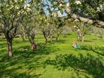 Apple orchards in Kashmir (Shutterstock)