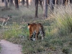 Conservation efforts centred on tigers have unintentionally secured millions of hectares of forests that now serve as carbon sinks, water sources, and biodiversity reservoirs. (Shutterstock) Conservation efforts centred on tigers have unintentionally secured millions of hectares of forests that now serve as carbon sinks, water sources, and biodiversity reservoirs. (Shutterstock)