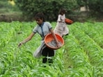 The consequences of fertiliser overuse in the country — severe soil degradation, environmental pollution and the rising subsidy burden — have been evident for some time now (Reuters)