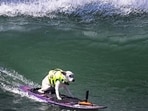 Sugar, the five-time World Dog Surfing champion, has passed away at 16 after battling cancer. Sugar, the five-time World Dog Surfing champion, has passed away at 16 after battling cancer.