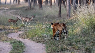 Conservation efforts centred on tigers have unintentionally secured millions of hectares of forests that now serve as carbon sinks, water sources, and biodiversity reservoirs. (Shutterstock) Conservation efforts centred on tigers have unintentionally secured millions of hectares of forests that now serve as carbon sinks, water sources, and biodiversity reservoirs. (Shutterstock)