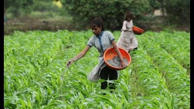 The consequences of fertiliser overuse in the country — severe soil degradation, environmental pollution and the rising subsidy burden — have been evident for some time now (Reuters) The consequences of fertiliser overuse in the country — severe soil degradation, environmental pollution and the rising subsidy burden — have been evident for some time now (Reuters)
